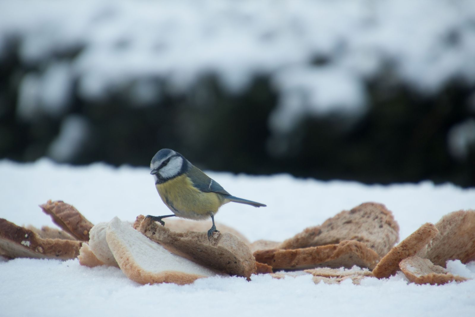 Why You Should Never Feed Bread To Wild Birds